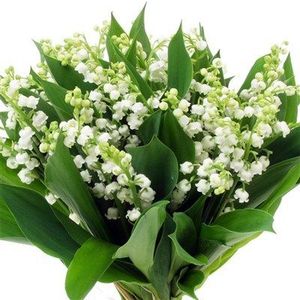 MUGUET SUPER AQUA-PACK $$$